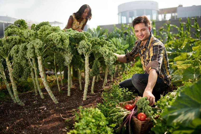 harvesting fresh vegetables from the rooftop greenhouse garden and planning harvest season